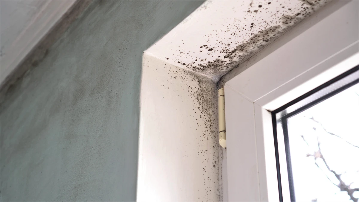 Mofo é causado pela ação de fungos e pode deixar a casa com aparência de velha