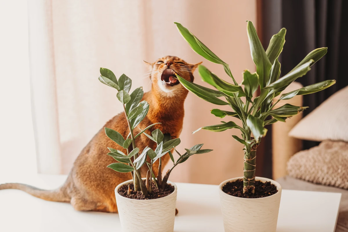 Veja plantas ideais para quem tem pets em casa