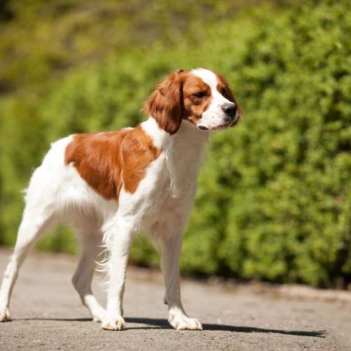 Imagem - 4 características do cachorro da raça spaniel bretão 