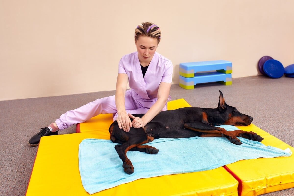 Com o avanço da medicina animal, a fisioterapia veterinária tem ganhado espaço no tratamento de patologias que comprometem mobilidade e conforto (Imagem: Gerain0812 | Shutterstock)