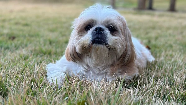 CPI dos Maus-Tratos constatou que os cães eram mantidos sem estrutura adequada, mesmo com histórico de agressividade, e estavam sem coleira, sem focinheira e desacompanhados