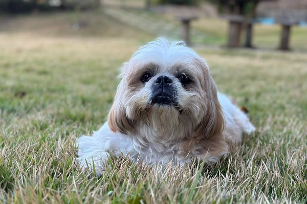 Cachorro morto após ataque de pitbulls em praça de Alegre