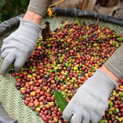 O Banco do Brasil é, historicamente, o maior repassador de recursos para o agronegócio brasileiro. As cooperativas, entretanto, estão ganhando mercado