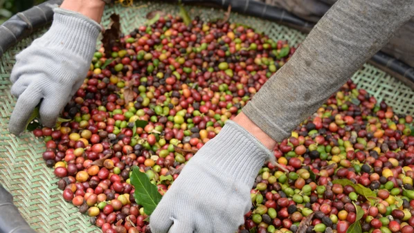 A média das pontuações dos cafés classificados foi de 84,1 pontos; finalistas serão avaliados até por juízes internacionais