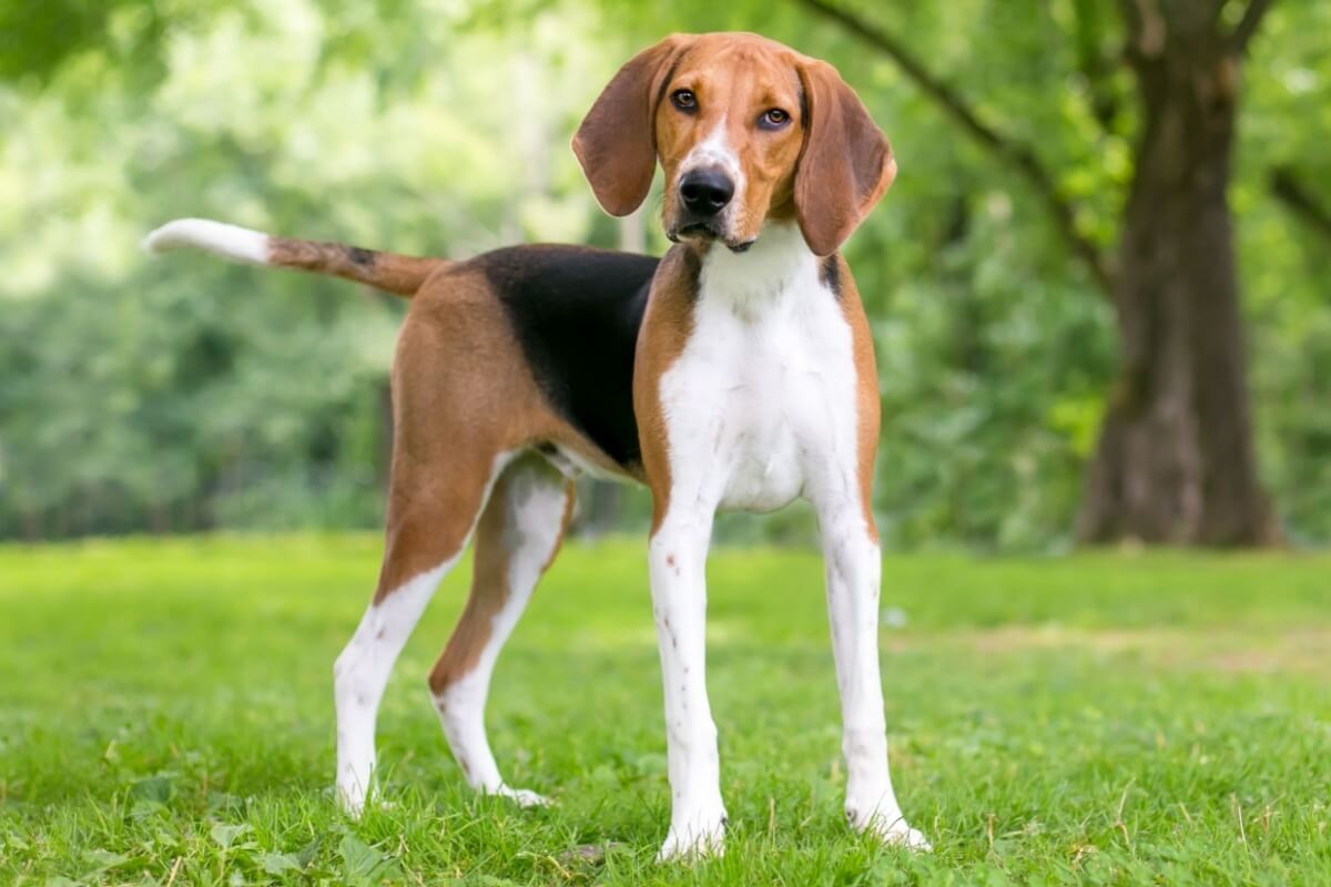 O foxhound americano pode ser um ótimo companheiro para tutores ativos e que apreciam atividades ao ar livre (Imagem: Mary Swift | Shutterstock)