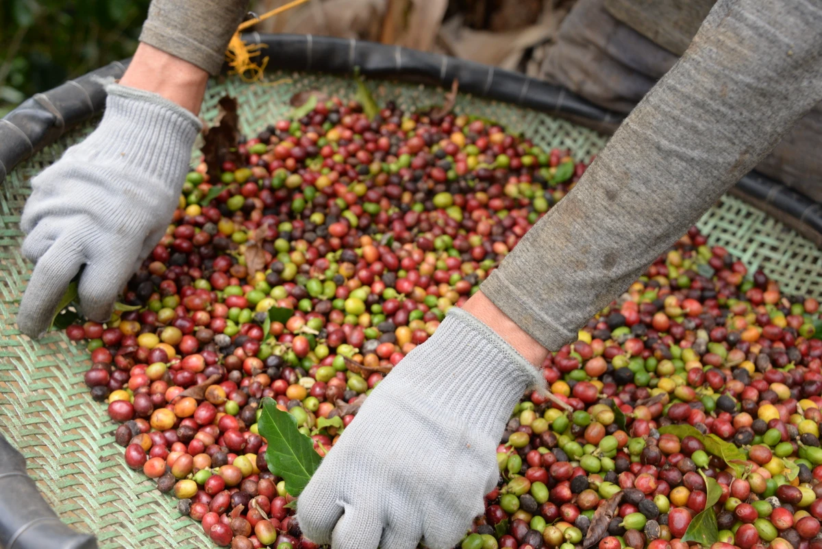 Os melhores cafés arábicas das Montanhas do Espírito Santo serão avaliados