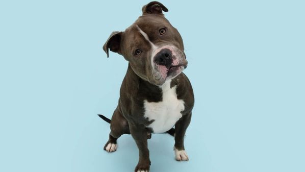 Opções leves e divertidas para pets que vivem encantados com o mundo ao redor