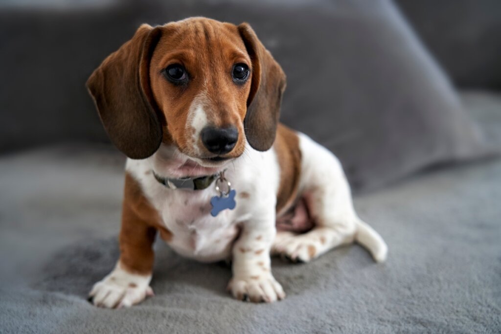 Zig é o nome ideal para cachorros que mudam de foco rápido (Imagem: gemphoto | Shutterstock)