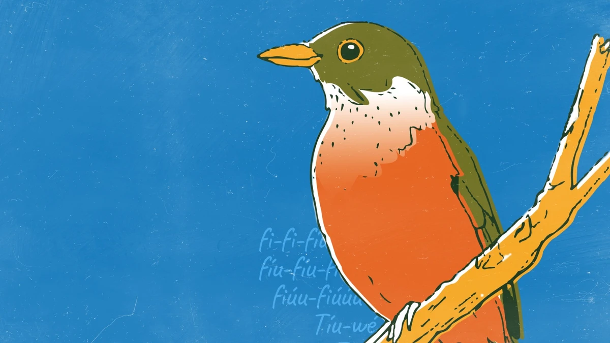 As ilustrações foram feitas inspiradas nos cantos dos passáros que acompanham o artista desde sua infância. por Arquivo pessoal