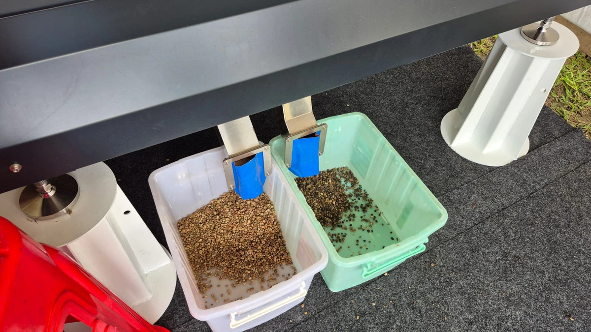 Máquina chinesa que separa grãos com IA