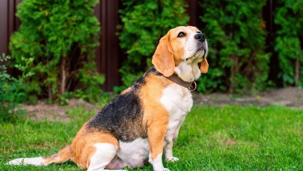 Cada fase da gravidez exige atenção especial para garantir o bem-estar da mãe e dos filhotes