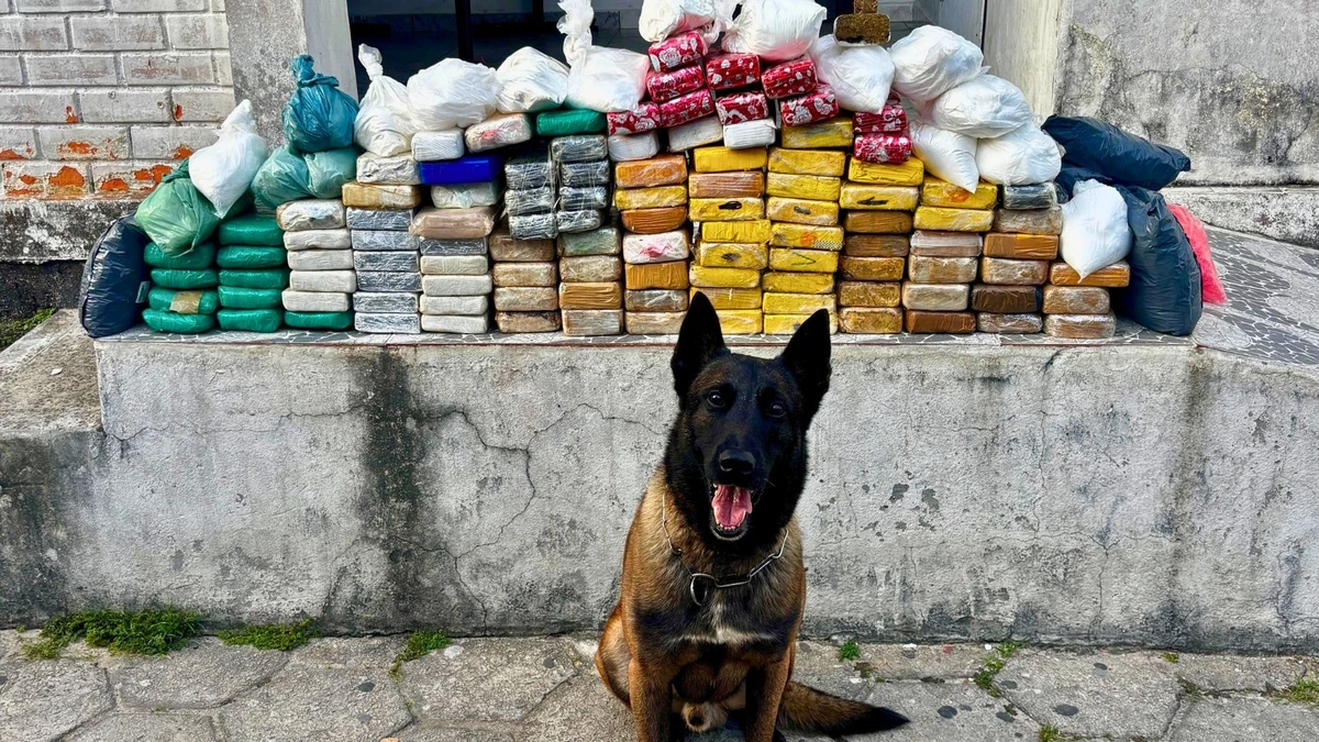 O cão policial Moisés ajudou na ação que apreendeu mais de 100 quilos de drogas em São Mateus, no ES