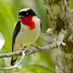 Localizada em Vargem Alta, na Região Sul, o Parque Estadual tem extensão de 234,6 hectares e abriga cerca de 31 espécies em risco de extinção