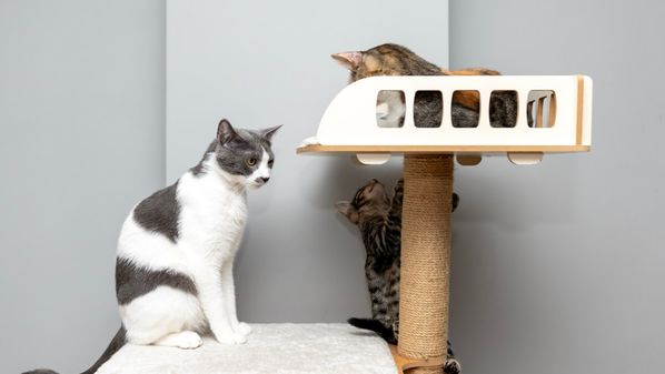 Estimule o comportamento natural do seu felino e evite tédio e estresse com mudanças fáceis em casa