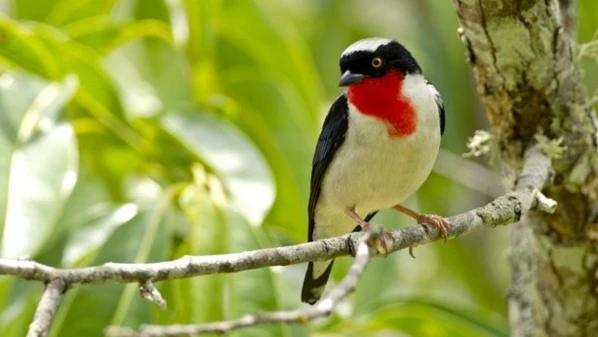 Localizada em Vargem Alta, na Região Sul, o Parque Estadual tem extensão de 234,6 hectares e abriga cerca de 31 espécies em risco de extinção