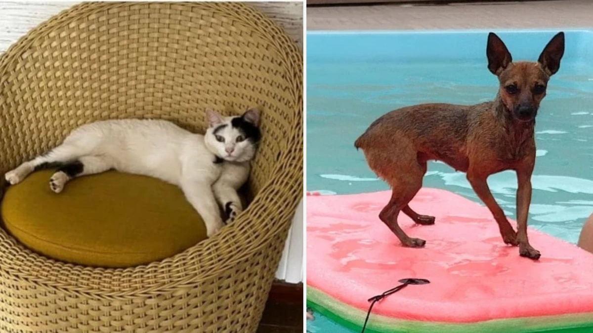 Pets se perderam de casa após título do Flamengo, na Grande Vitória 