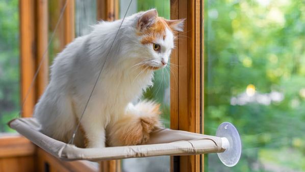 Sugestões divertidas e cheias de personalidade para combinar com felinos desatentos e encantadores