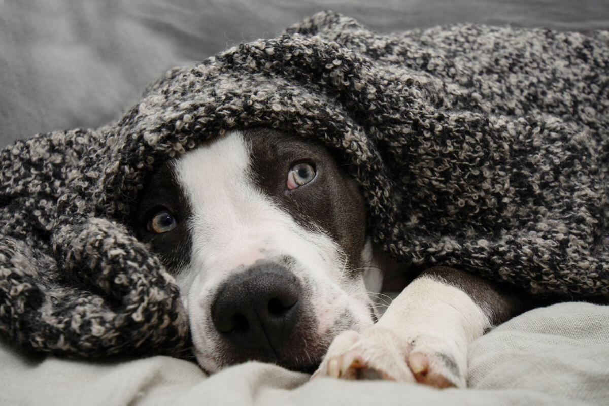 O barulho dos fogos de artifício é prejudicial para os animais (Imagem: smrm1977 | Shutterstock)