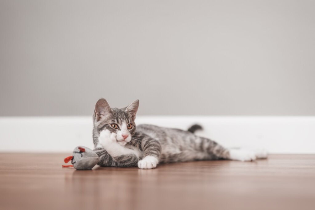O nome Doodle é excelente para gatos que agem de maneira imprevisível (Imagem: LeManna | Shutterstock)