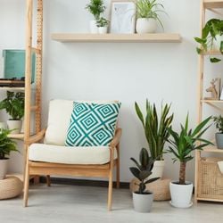 Veja espécies fáceis de cuidar e ideias para deixar o seu lar mais bonito e aconchegante