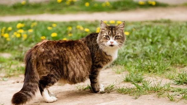 Cada fase da gravidez exige atenção especial para garantir o bem-estar da mãe e dos filhotes