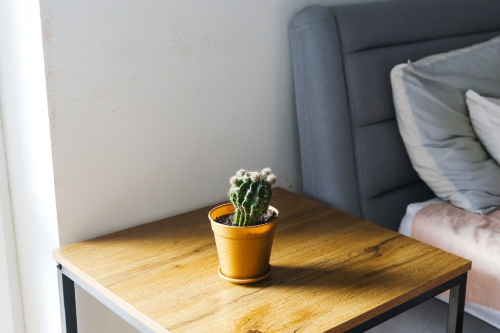 O cacto exige pouca água e pode ser colocado em lugares mais ensolarados (Imagem: Yanya | Shutterstock)