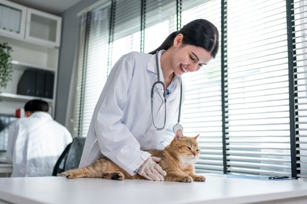 O veterinário deve ser consultado caso haja secreções anormais nas mamas da gata (Imagem: Hananeko_Studio | Shutterstock) 