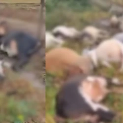 Produtor rural perdeu todo o rebanho após descarga elétrica atingir área de pasto; prefeitura foi acionada para fazer o enterro dos animais