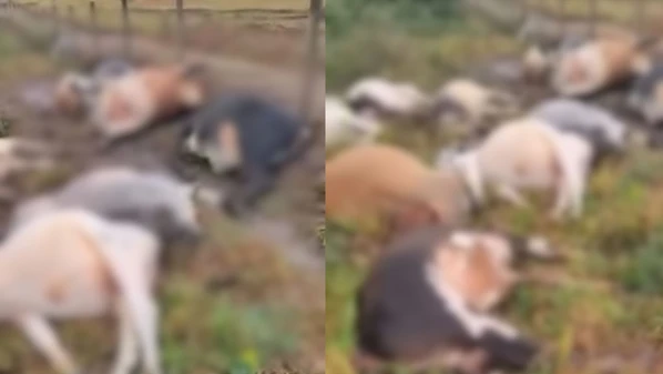 Produtor rural perdeu todo o rebanho após descarga elétrica atingir área de pasto; prefeitura foi acionada para fazer o enterro dos animais
