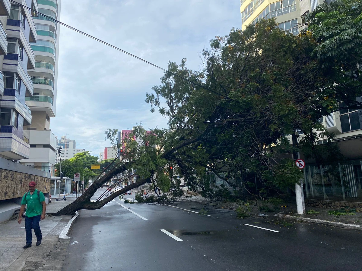 Queda de árvore deixa avenida interditada e imóveis sem energia em Vila Velha