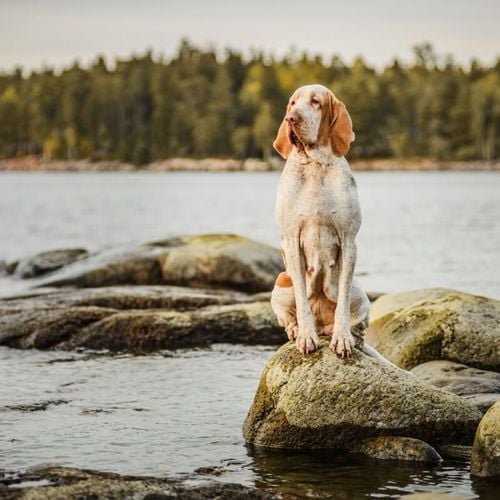 Imagem - 7 raças de cachorro italianas e suas principais características
