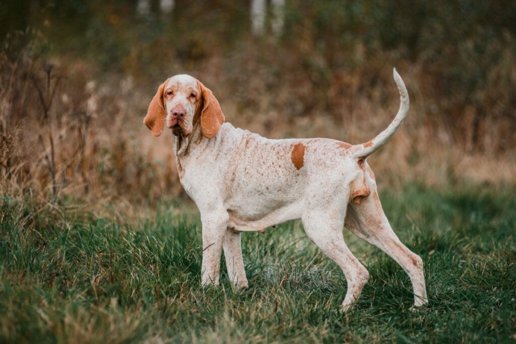 O bracco italiano é um cão ativo, resistente e com grande habilidade para seguir trilhas (Imagem:  olgagorovenko | Shutterstock)