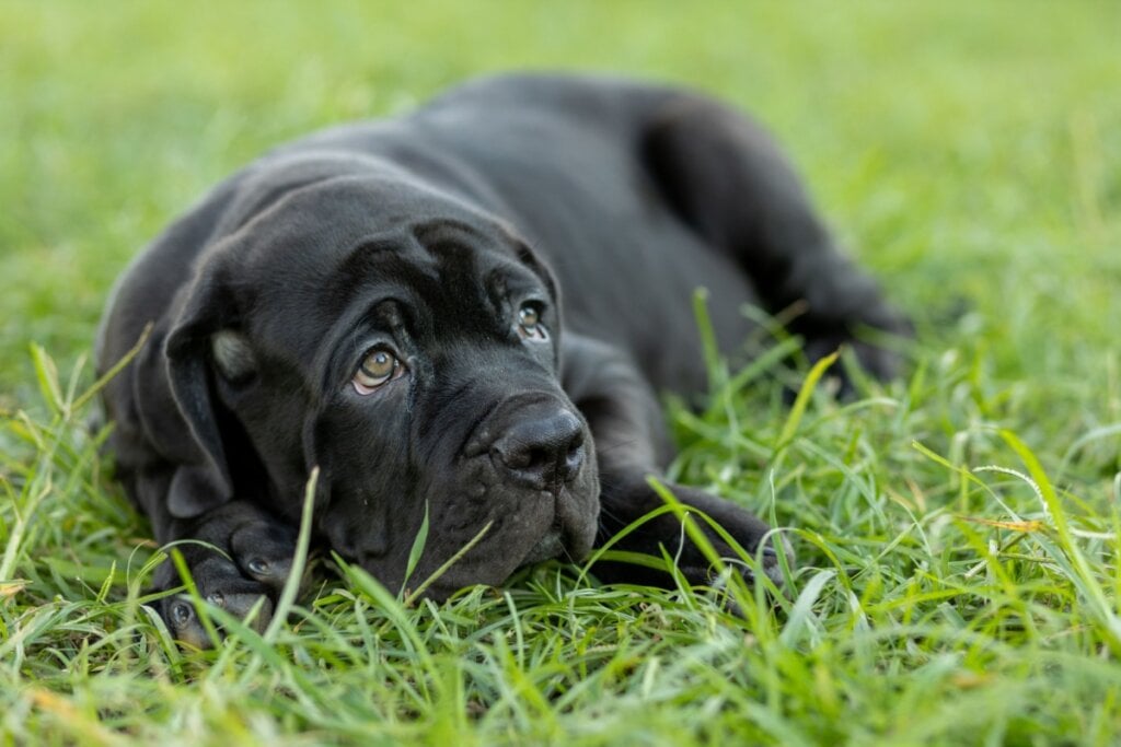 O mastim napolitano costuma ser tranquilo, leal e muito apegado ao tutor (Imagem: CoreRock | Shutterstock)