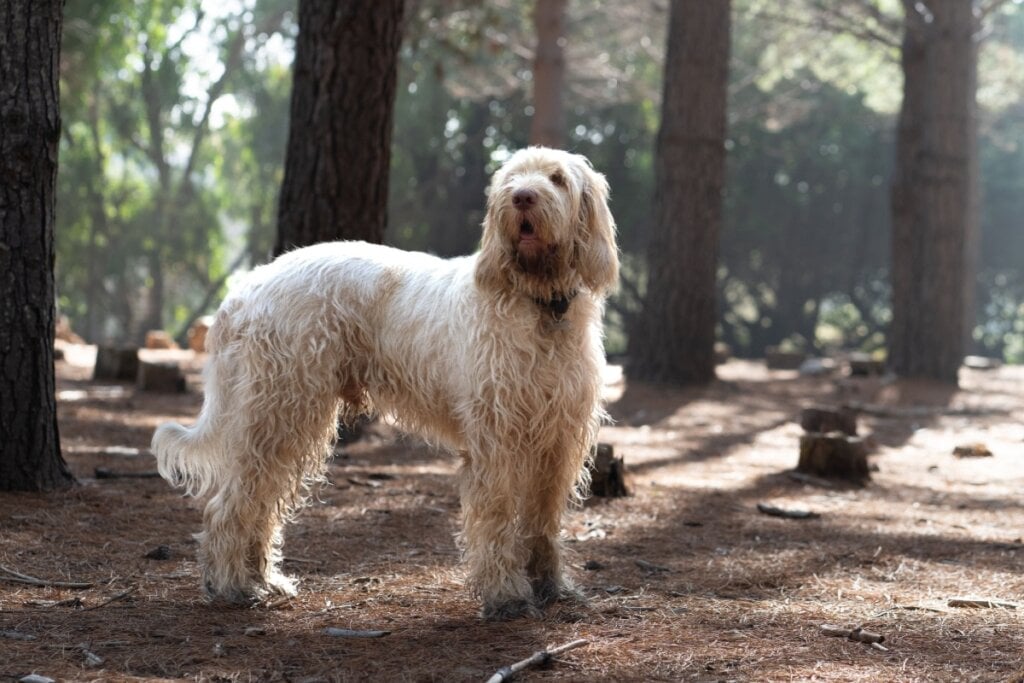 O spinone italiano é um animal resistente, mas que também demonstra grande sensibilidade e afeto (Imagem:  Wirestock Creators | Shutterstock)