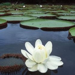 Um encontro na selva desencadeou uma corrida entre jardineiros, nobres, inventores… E transformou os espaços em que vivemos.
