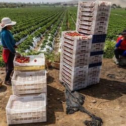 Em poucos anos, Peru se tornou um grande exportador agrícola, mas há dúvidas sobre a sustentabilidade desse negócio.