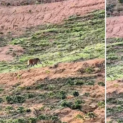 Vídeo mostra animal andando pela plantação na última quarta-feira (3); prefeitura afirma que o bicho não representa risco