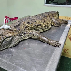 O réptil sofreu um choque hipovolêmico e não resistiu; o caso foi registrado no bairro Ponta da Fruta