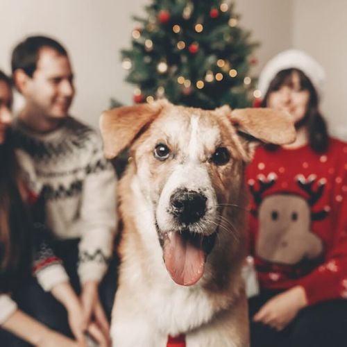 Imagem - 8 dicas para preparar o pet para receber visitas no Natal 