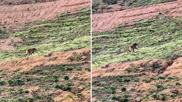 A Gazeta - xx0cig3qhq