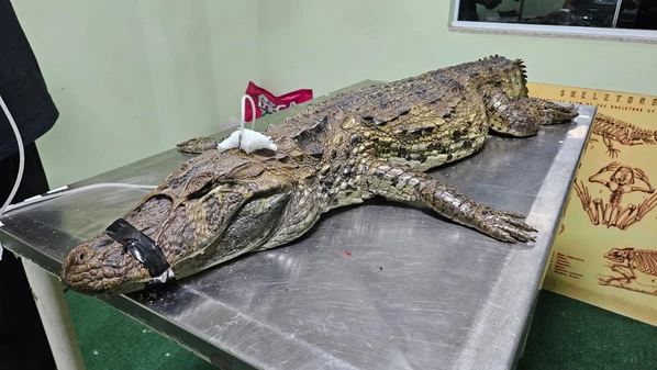 O réptil sofreu um choque hipovolêmico e não resistiu; o caso foi registrado no bairro Ponta da Fruta