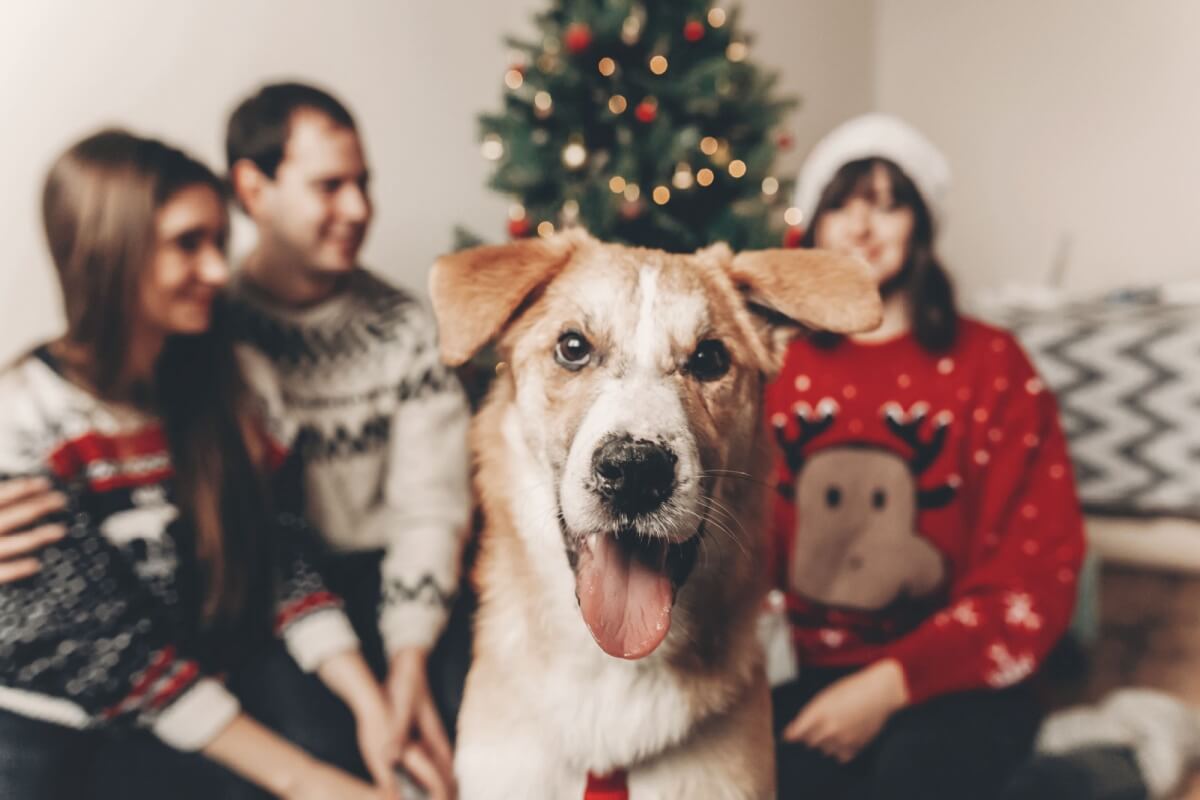 Preparar os pets para receber visitas no Natal é fundamental para reduzir possíveis sinais de estresse e ansiedade (Imagem: Bogdan Sonjachnyj | Shutterstock)