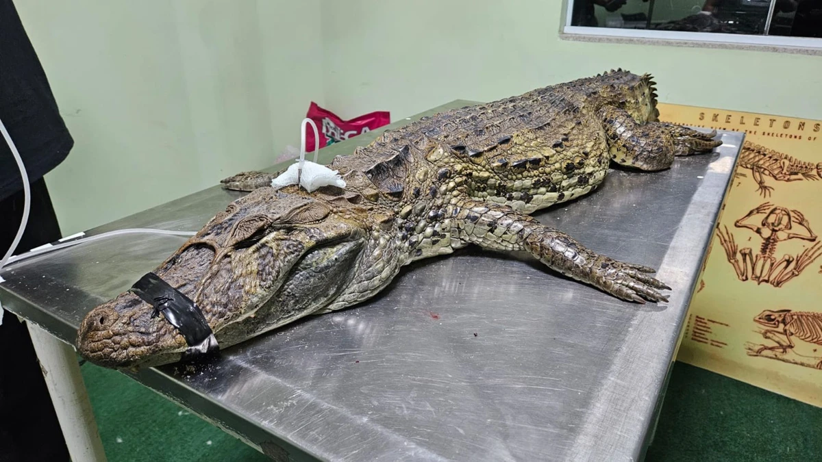 O réptil foi encontrado circulando pelas ruas de Ponta da Fruta, em Vila Velha