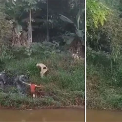 Indivíduo furtou mochila com três cheques, notas promissórias, escrituras de propriedade e objetos pessoais; ele tentou fugir, mas acabou alcançado