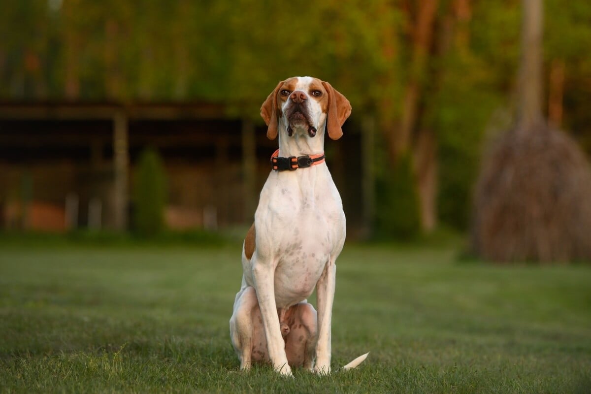 O pointer inglês é uma das raças mais tradicionais e admiradas entre os cães de caça apontadores (Imagem: otsphoto | Shutterstock)