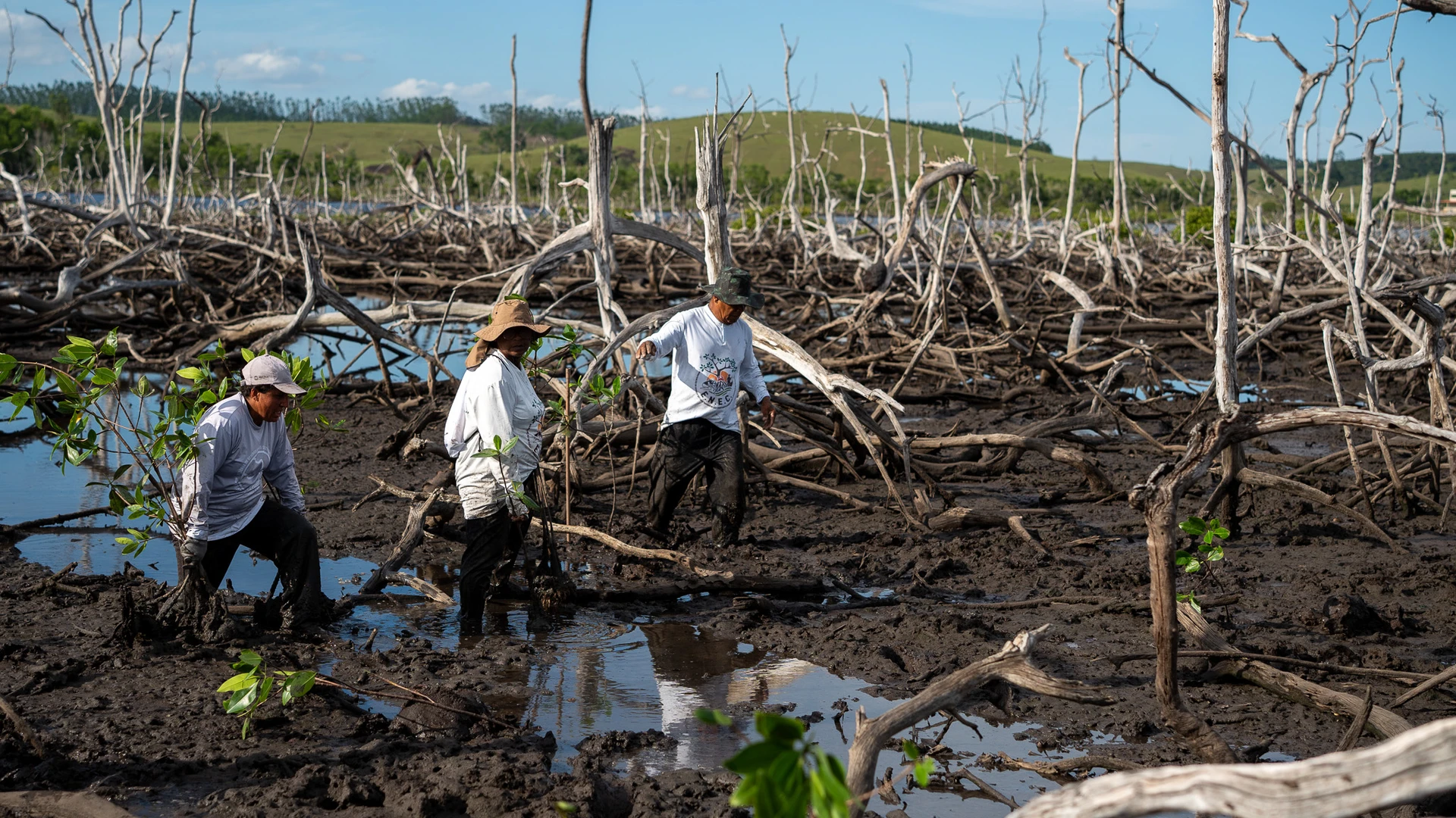 Pesquisadores e membros de comunidades indígenas e ribeirinhas de Aracruz se juntam para restaurar o manguezal