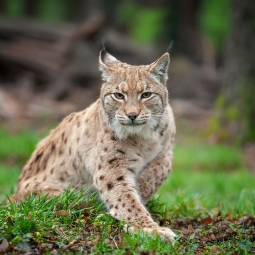 Imagem - Bichanos parecidos: 10 semelhanças entre gatos domésticos e felinos selvagens 