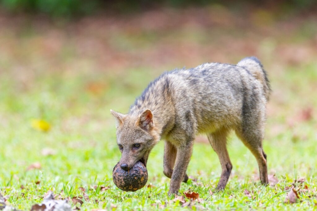 O cachorro-do-mato apresenta uma dieta baseada principalmente em frutas, raízes, insetos e pequenos vertebrados (Imagem: Pablo Rodriguez arg | Shutterstock)
