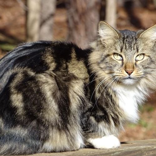 Imagem - Gatos estadunidenses: 7 raças originárias dos Estados Unidos