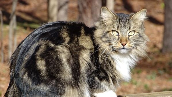 Conheça felinos norte-americanos que conquistaram o mundo com suas características marcantes e personalidades encantadoras